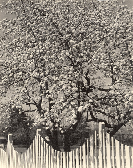 Apple Blossoms, Woodstock, NY