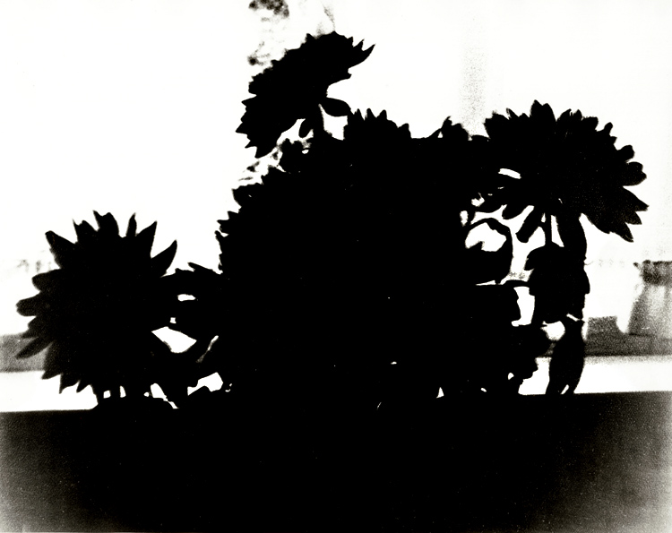 George A. Eisenman - Silhouette of Flowers George A. Eisenman - Silhouette of Flowers