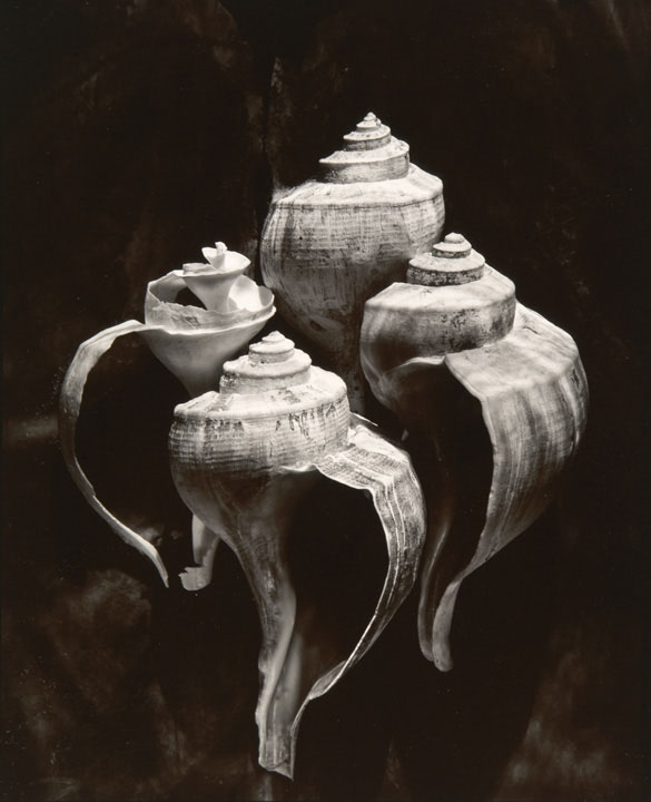 Whelks (from "Lost Objects portfolio)
