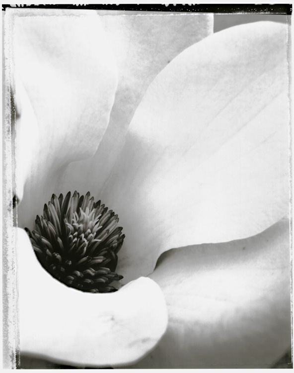 Charles Grogg - Magnolia No. 1