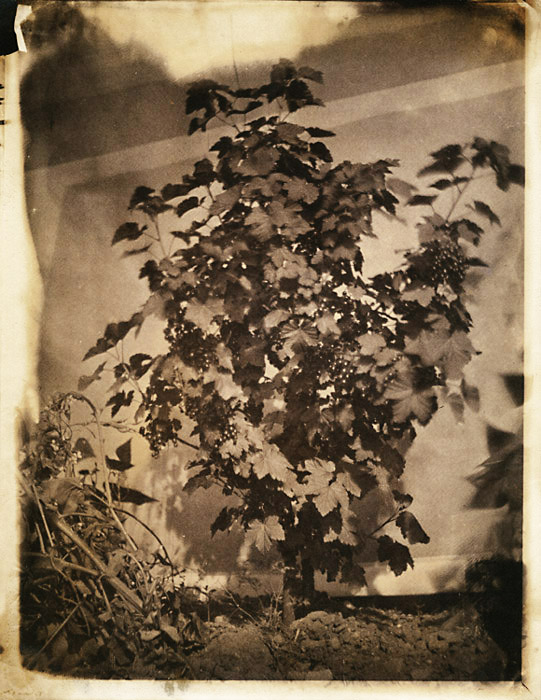 Anonymous - Primitive Study of a Grape Vine
