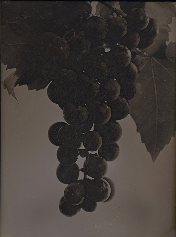 Jerry Spagnoli - Cabernet Grapes