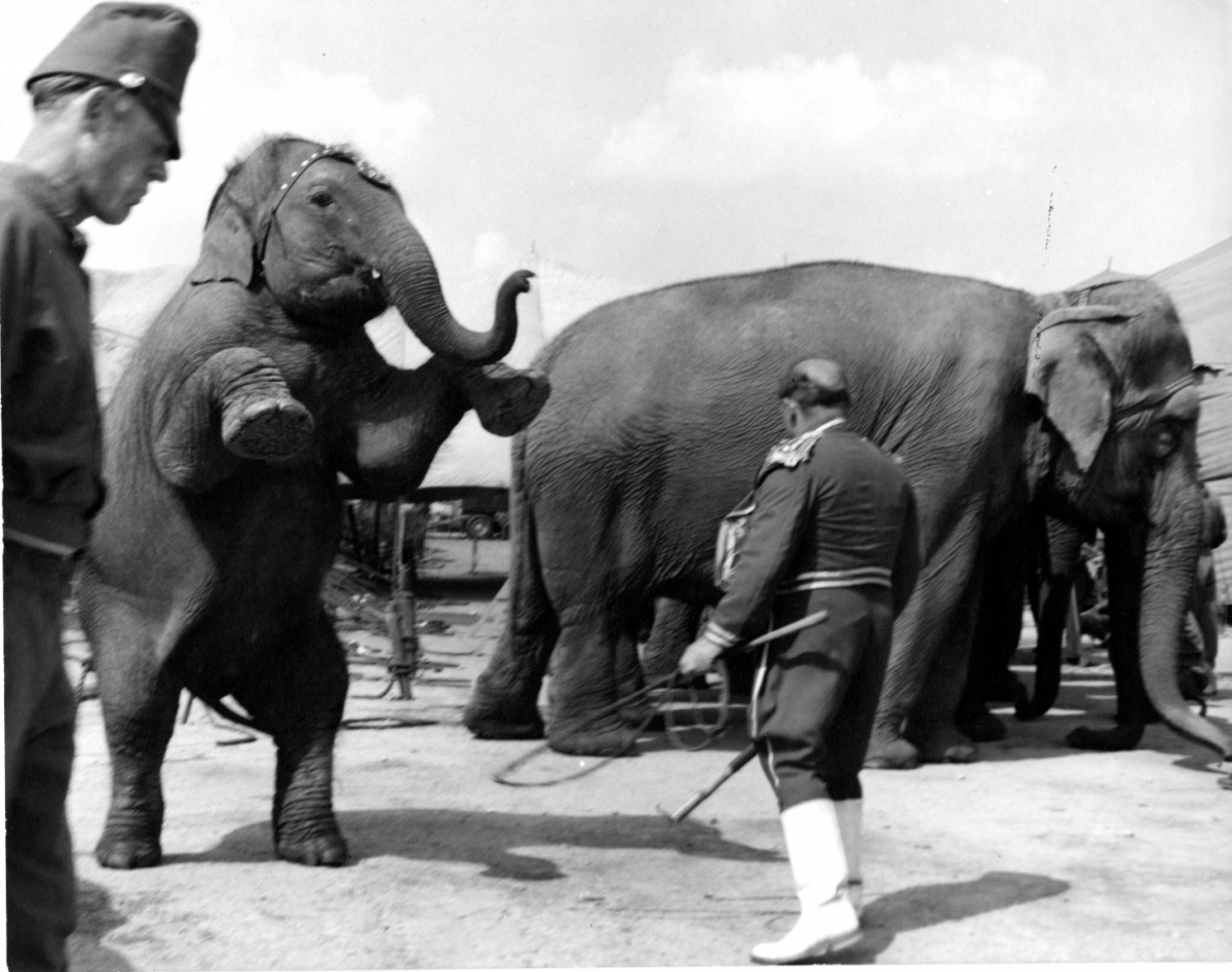 Kenneth Heilbron - Untitled (Trainer and Elephant)
