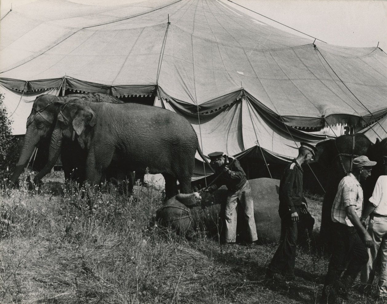 Kenneth Heilbron - Tent and Elephants