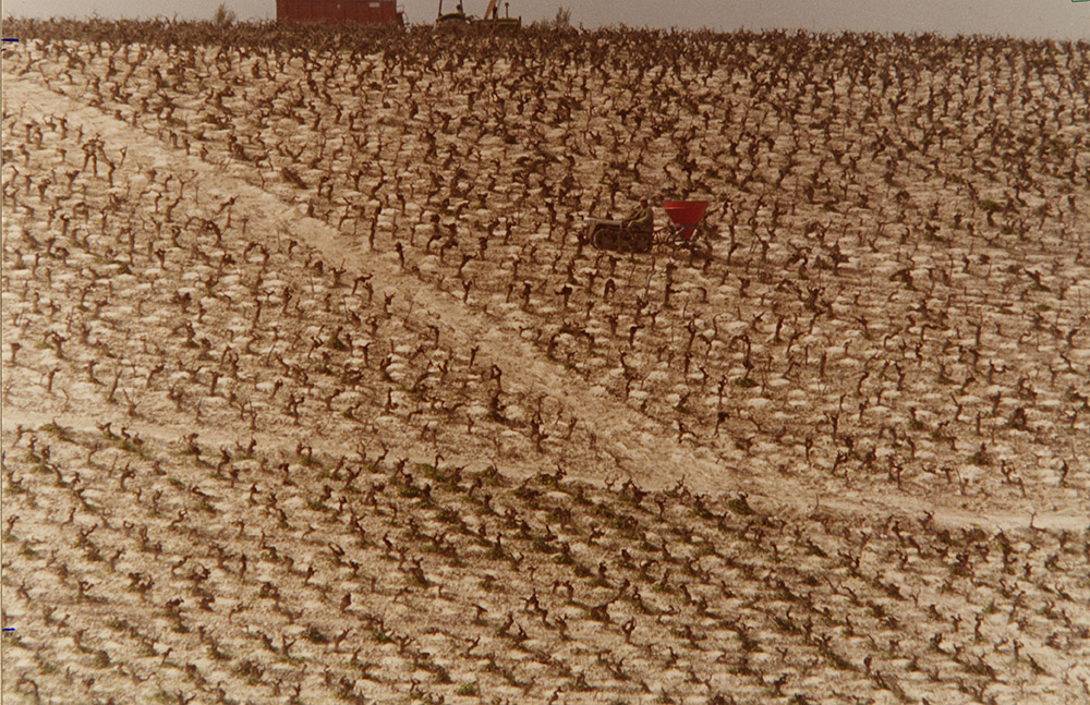 Eduardo Pareiras Hurtago - Trabajo De Invierno (Winter Work), Vineyard, Jerez