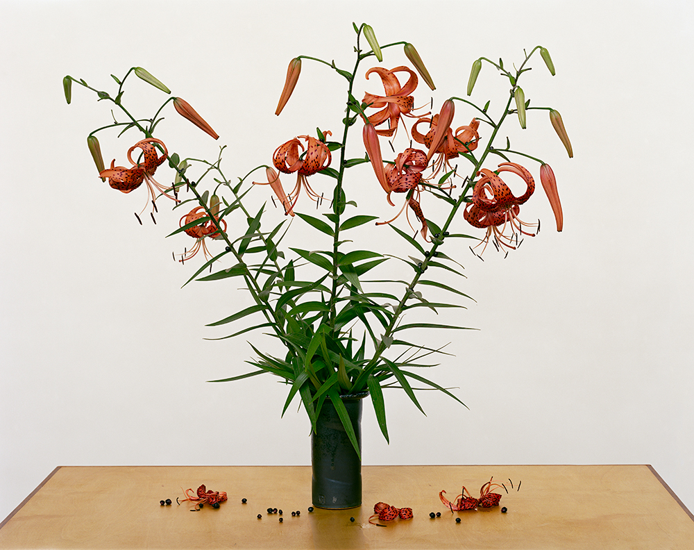From the series "From the Field." "Turk’s Cap Lily, 2013”