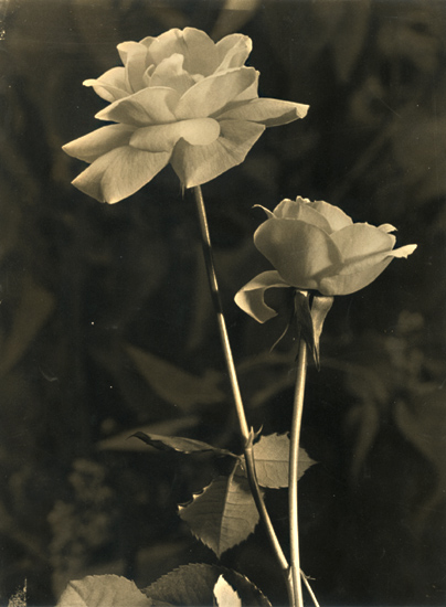 Pierre Auradon - Roses Pierre Auradon - Roses