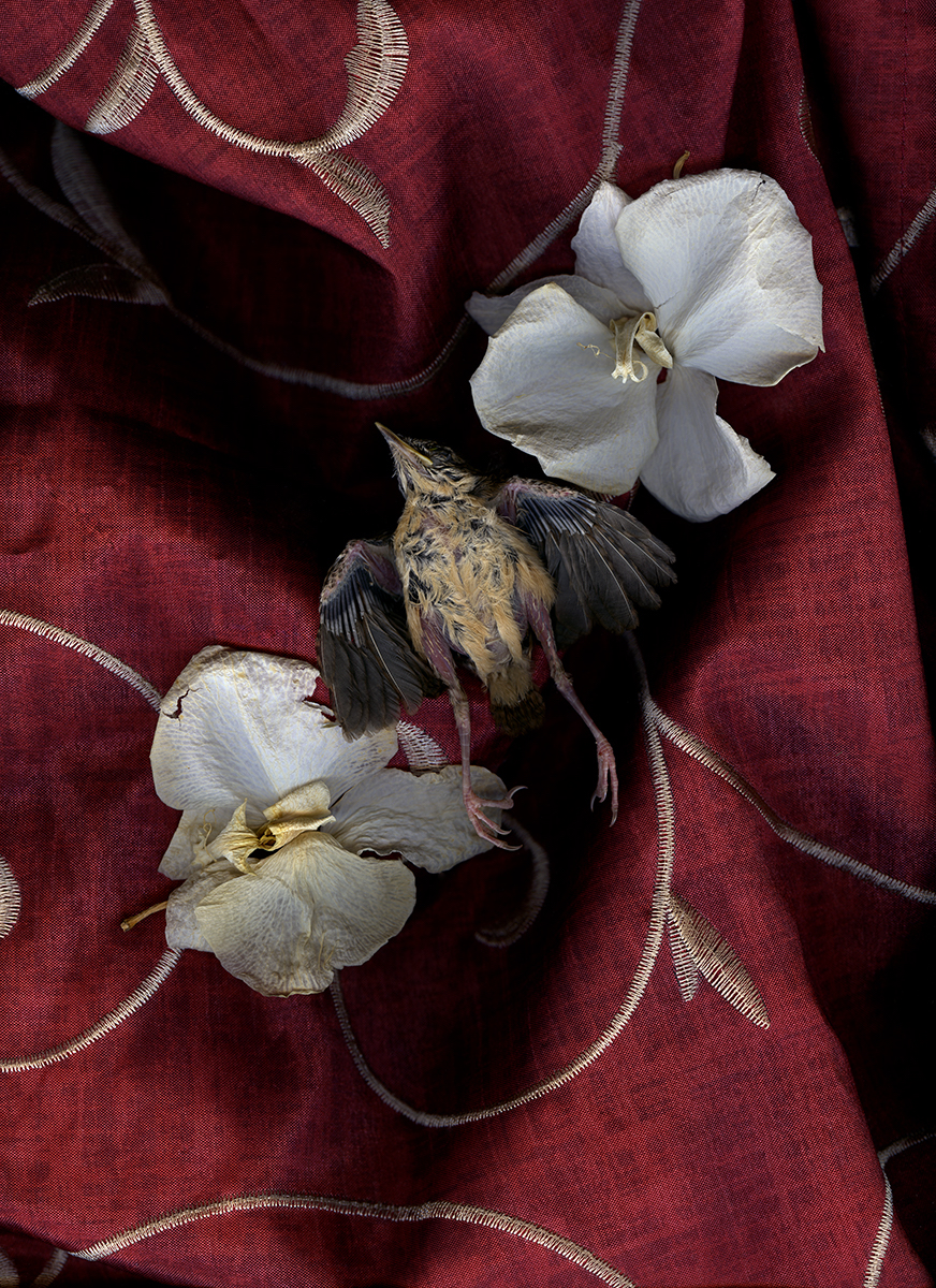 Thomas John Shillea - Bird in Color Thomas John Shillea - Bird in Color