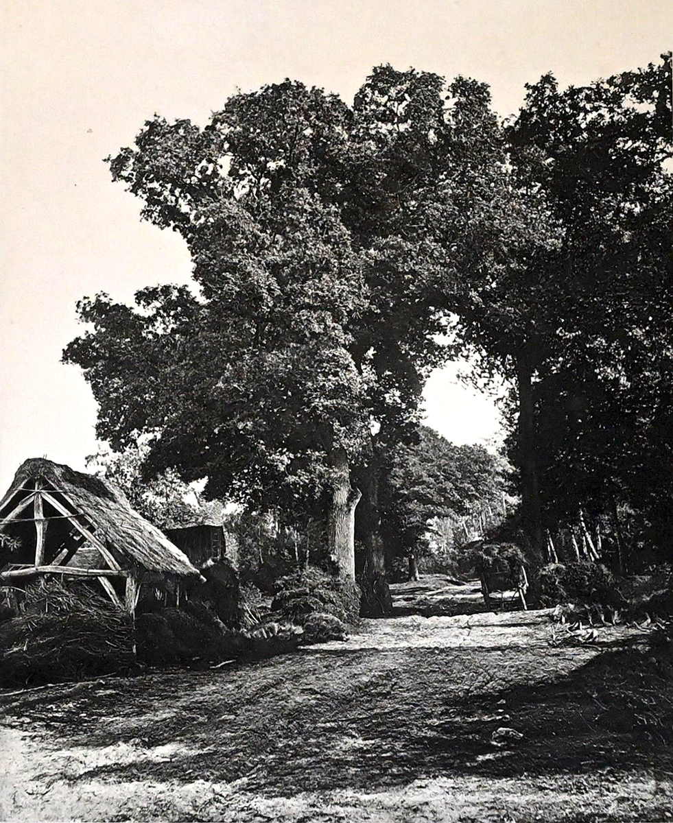 Alphonse François Jeanrenaud - Étude d'Arbres