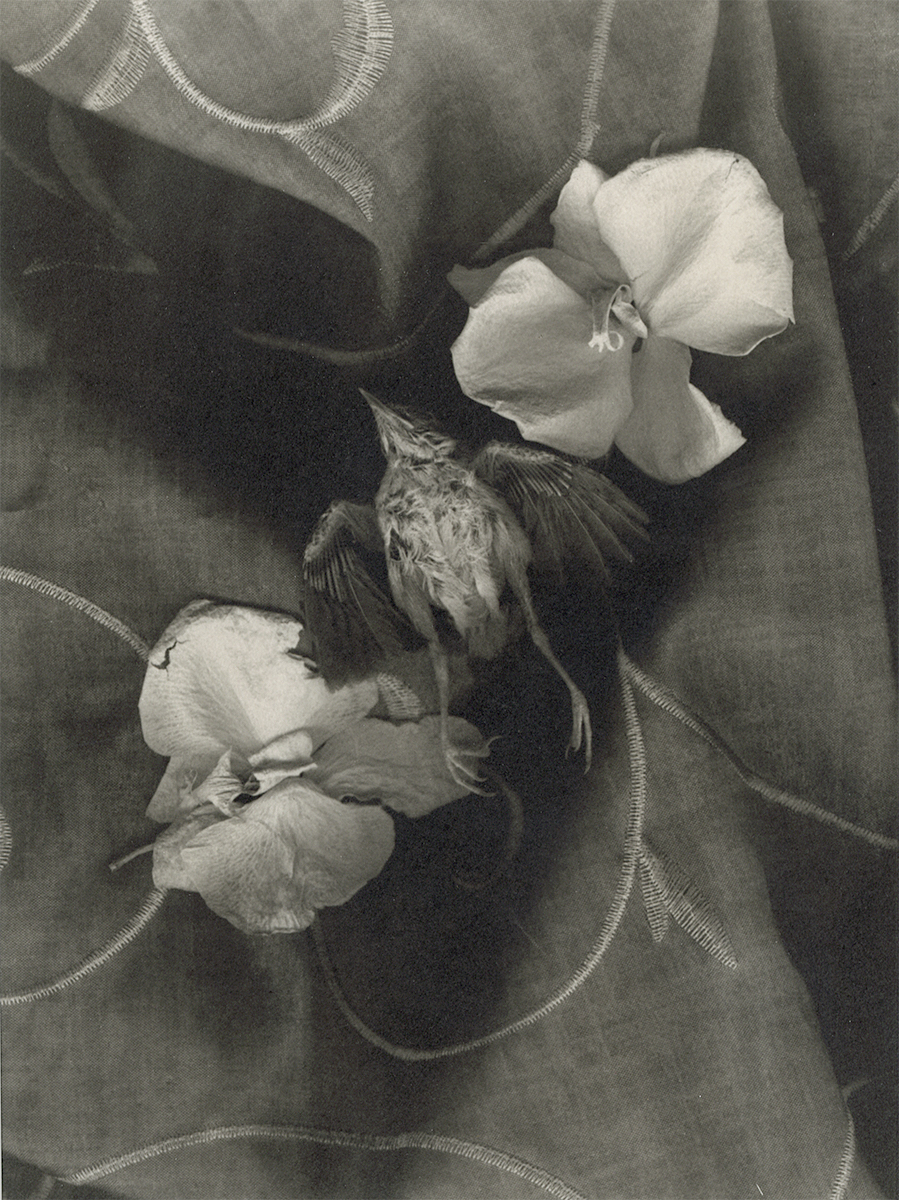 Thomas John Shillea - Bird and Flowers Thomas John Shillea - Bird and Flowers