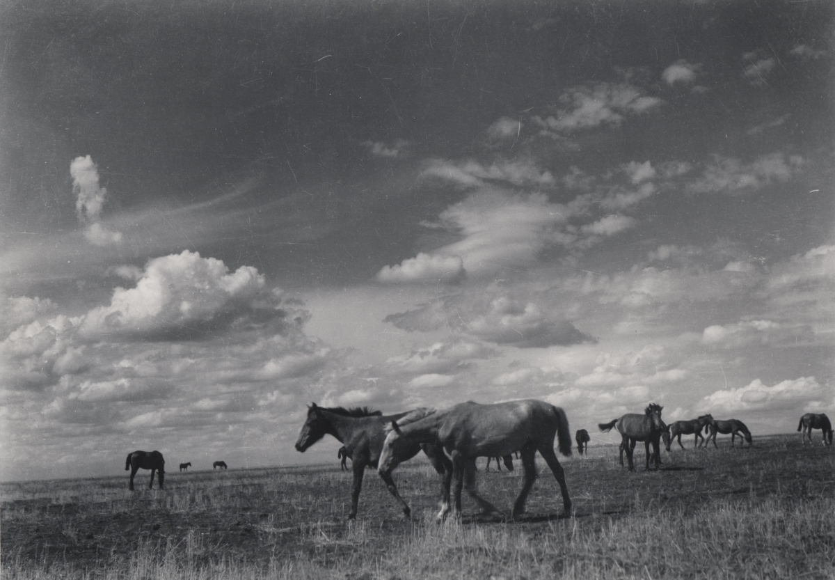 Margaret Bourke-White - Horses, The Steppe, Ukraine