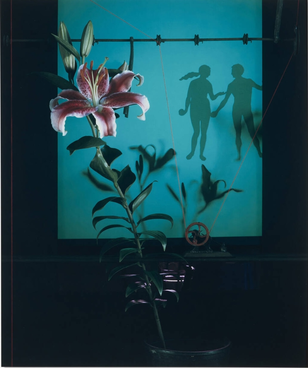 Olivia Parker - Eden Window