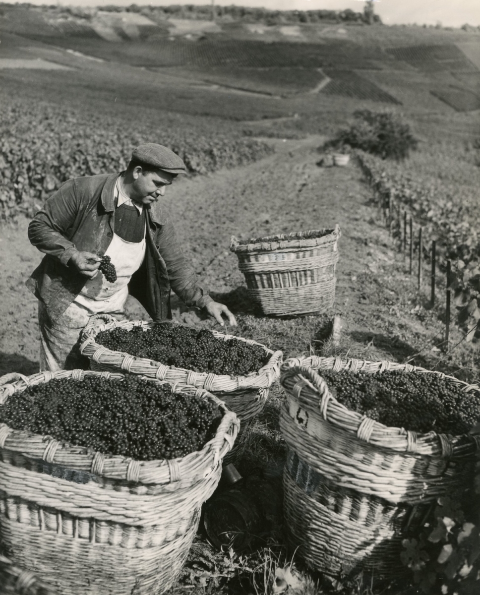 Rene-Jacques (Rene Giton) - Scène de vendanges à Hautvillers, Champagne Perrier-Jouët Rene-Jacques (Rene Giton) - Scène de vendanges à Hautvillers, Champagne Perrier-Jouët
