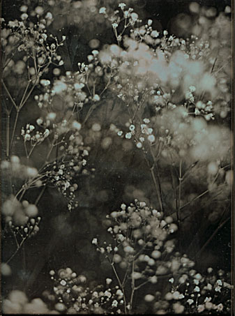 Jerry Spagnoli - Two Botanical Studies Jerry Spagnoli - Two Botanical Studies