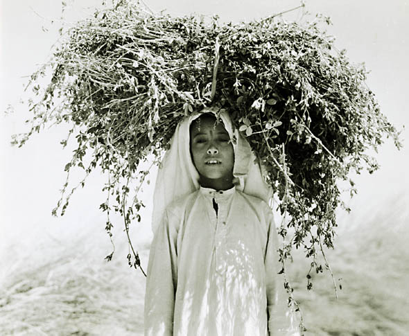 Young Arab Carrying Alfalfa on His Head,  Nedj, Saudi Arabia