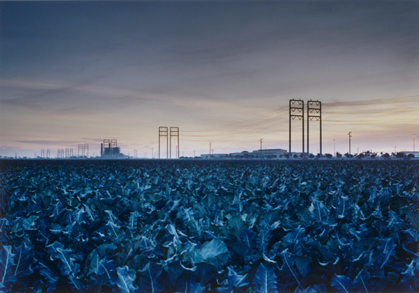 Marcus Doyle - Ventura, CA, Christmas Eve (Broccoli Field)