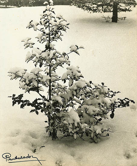Pierre Auradon - A Holly Tree in Snow Pierre Auradon - A Holly Tree in Snow