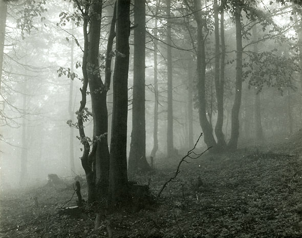 Jan Lauschmann - Mionsi Forest in Fog (Mlha v Lese)