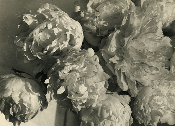 Pierre Auradon - Peonies Pierre Auradon - Peonies
