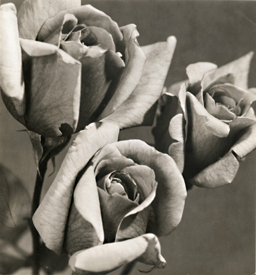 Pierre Auradon - Roses Pierre Auradon - Roses