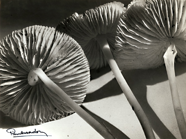 Pierre Auradon - Mushrooms Pierre Auradon - Mushrooms