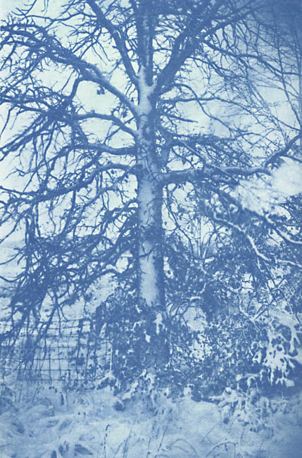 Virginia Landscape #5 (Tree in Snow)